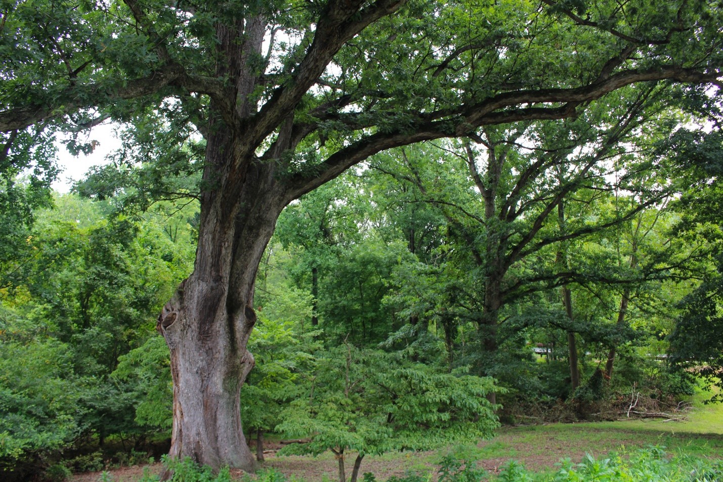 The Linden Oak