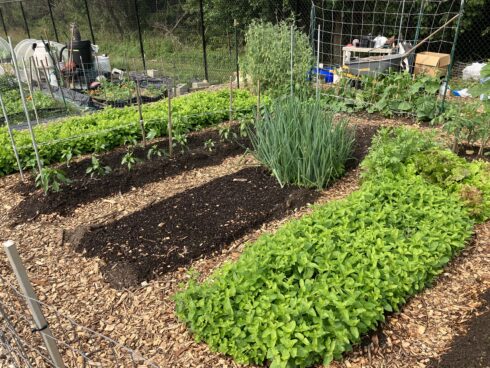 crops at briggs chaney community garden