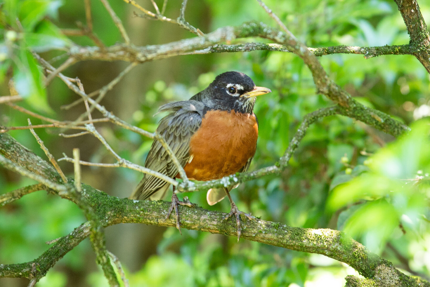 American Robin in a tree