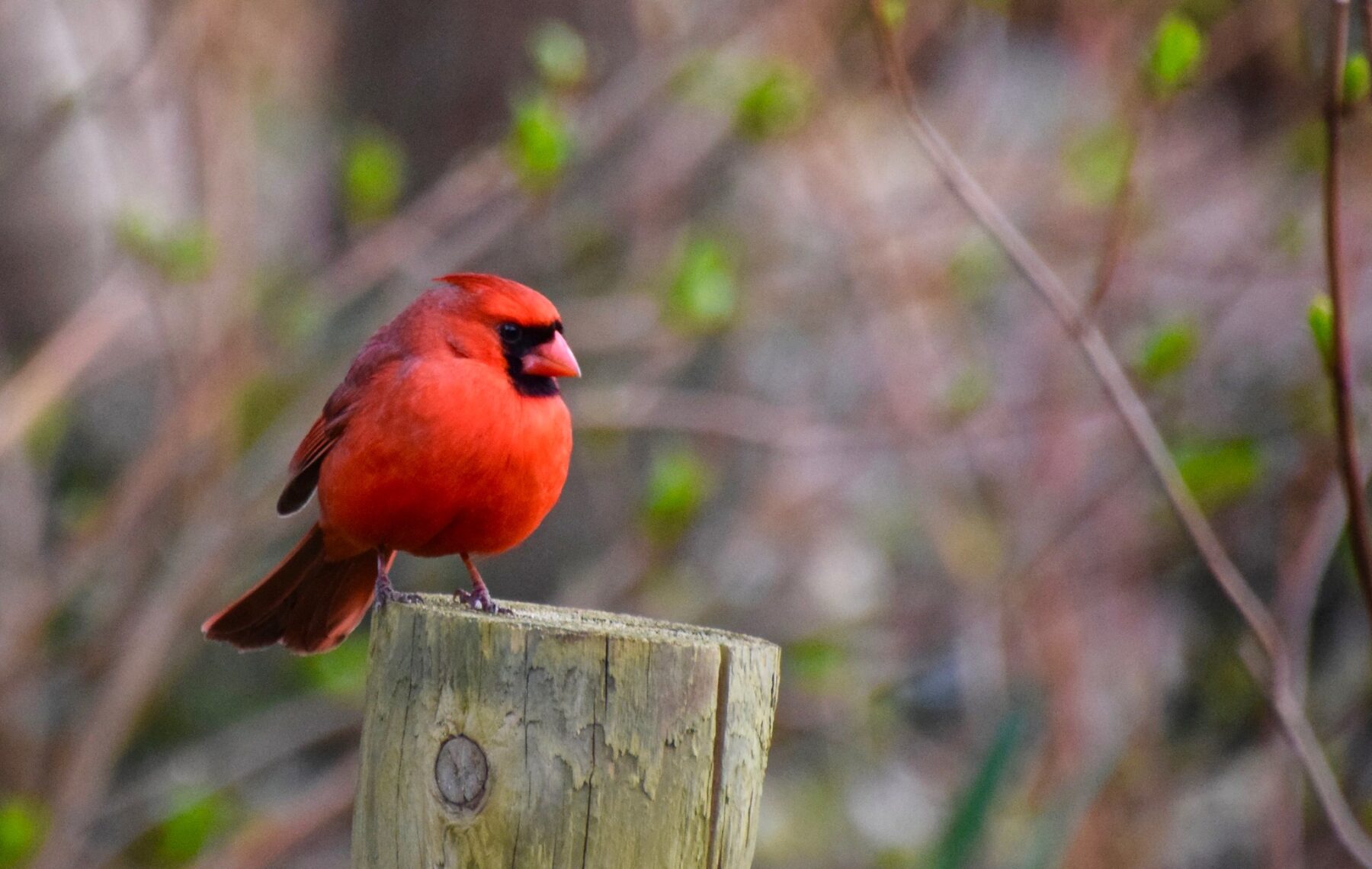 Northern Cardinal