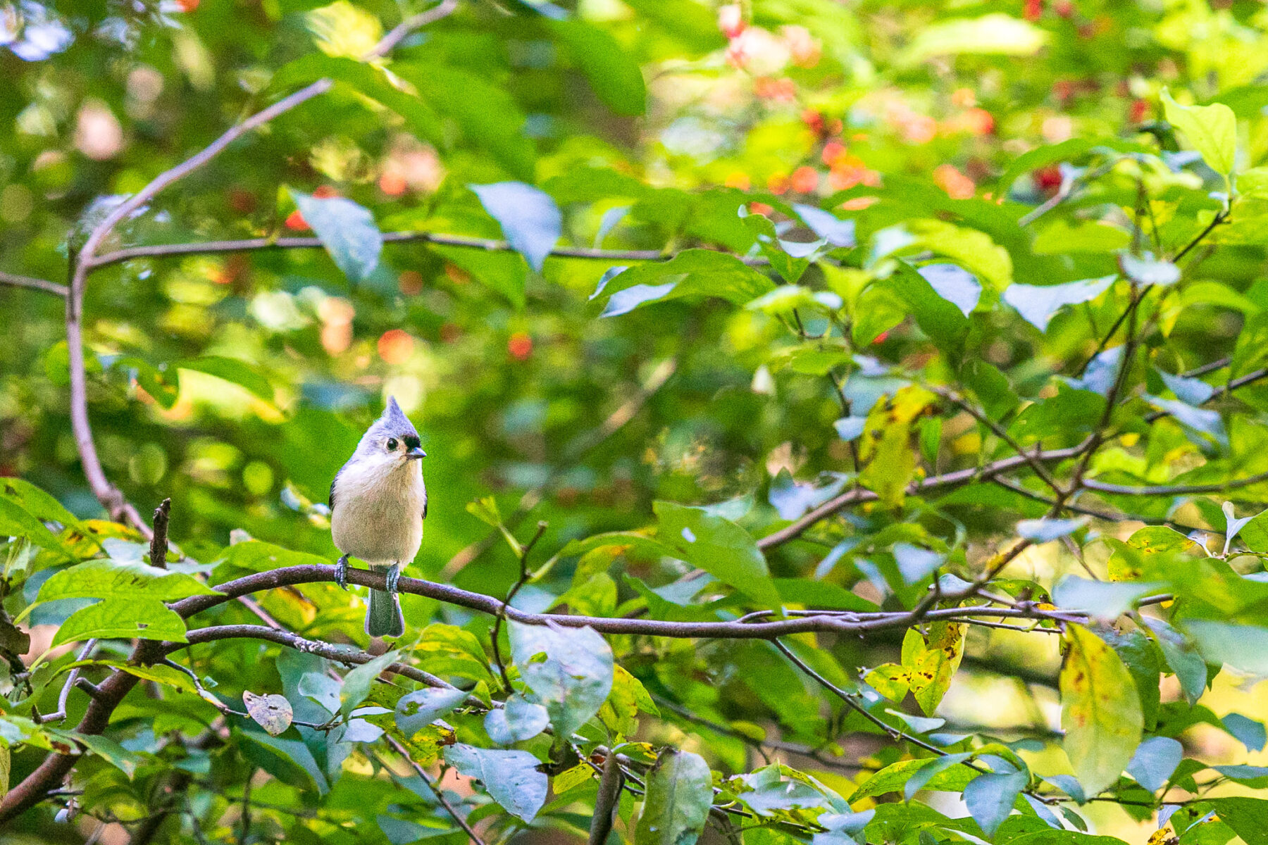 Tufted titmouse perched on a branch