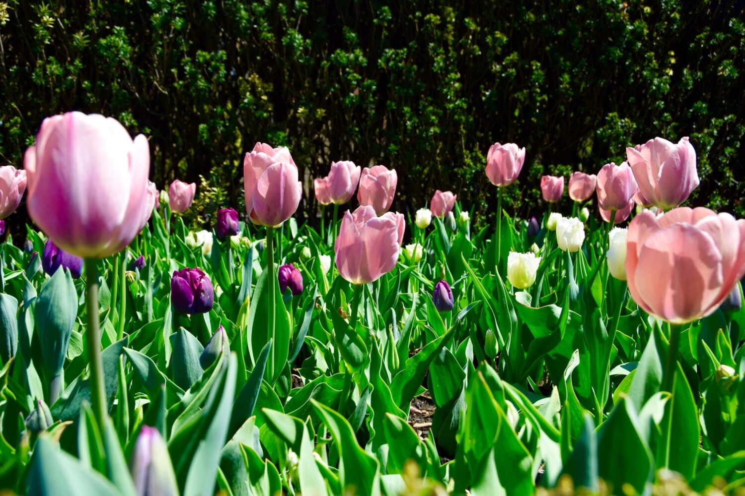 Brookside Gardens