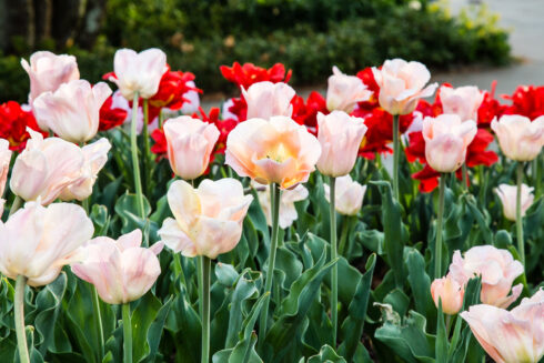 White and red tulips