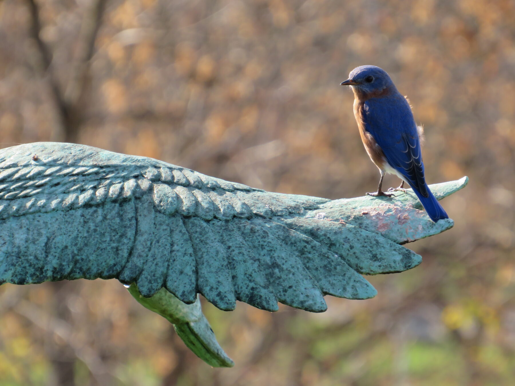 Eastern bluebird stands on a statue