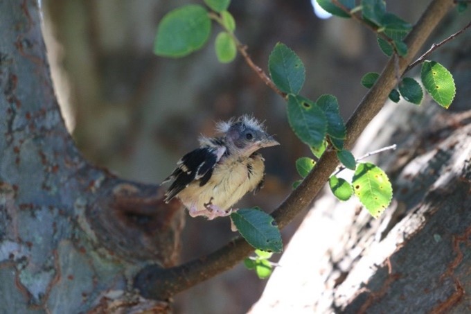 baby bird with Downey feathers 