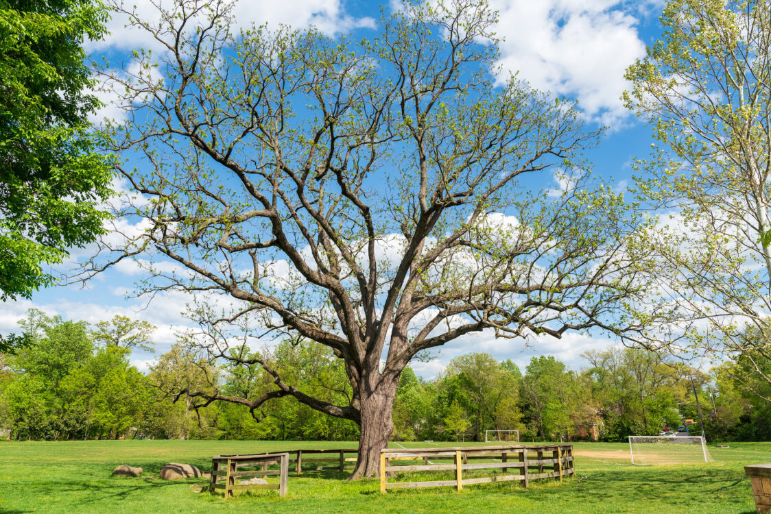 Large tree surrounded by fencing at North Four Corners Local Park