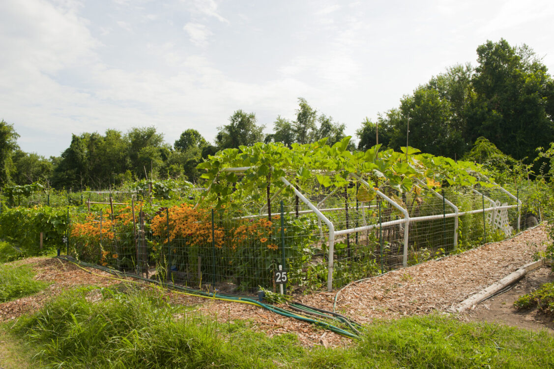 briggs chaney community garden