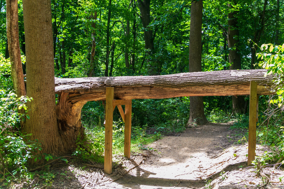 a tree trunk as a ride under feature on a trail