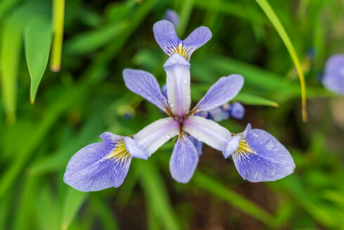 A blue flower from above