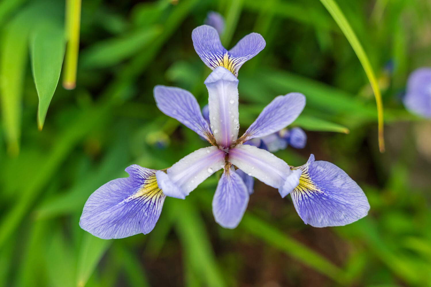 Brookside Gardens