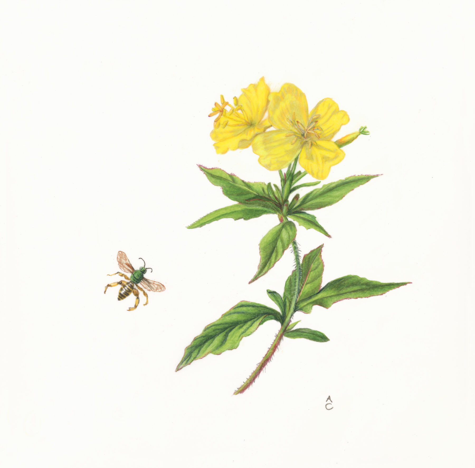 narrow leaf evening primrose sweet bee colored pencil on paper